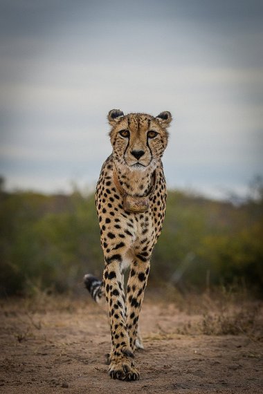 049 Tshukudu Private Game Reserve, jachtluipaard.jpg